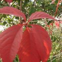 Parthenocissus quinquefolia  feuille automne